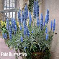 Echium Candicans / Orgulho da Madeira