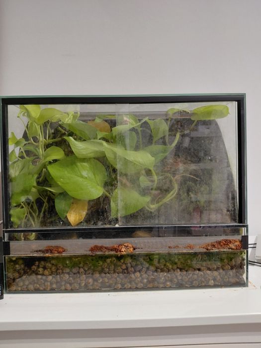 Terrarium dla gekona