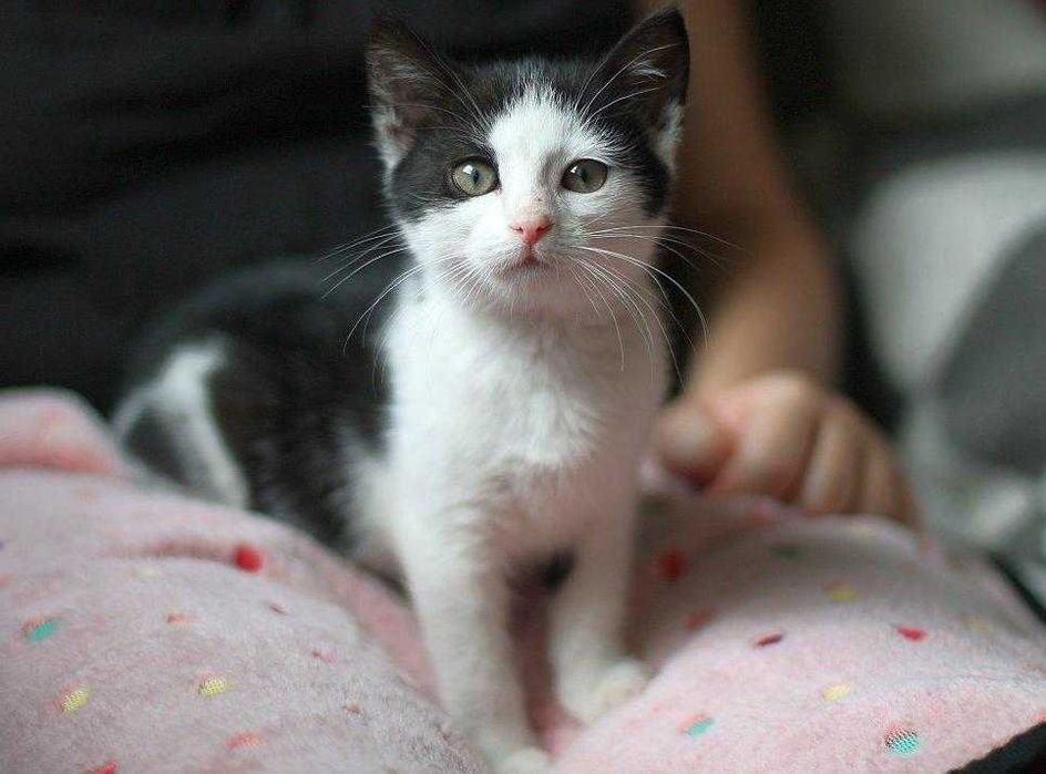 Malutka, niezwykle ujmująca Leosia do adopcji