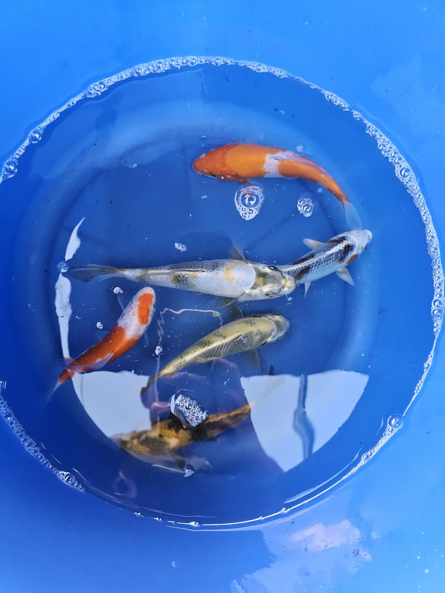 Japoński Karp koi 15 - 25cm