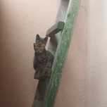 Подарую грайливі кошенята у хороші руки