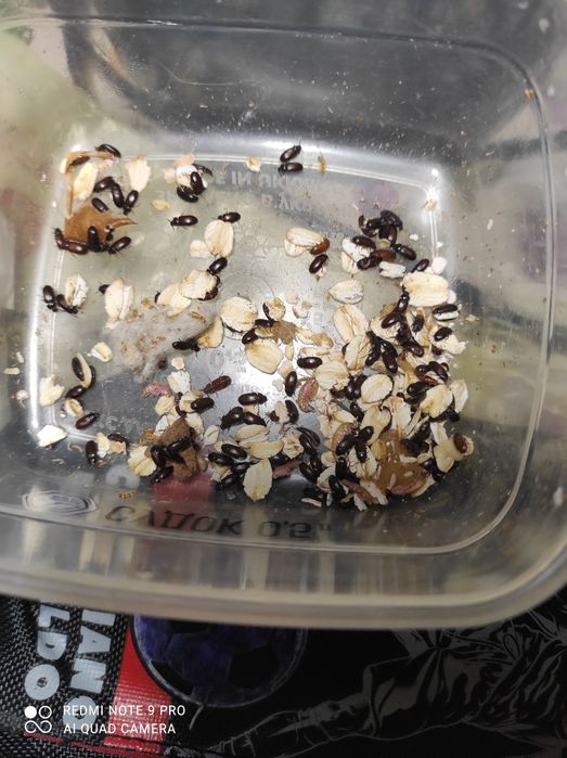 Жук знахарь , жук чернотелка