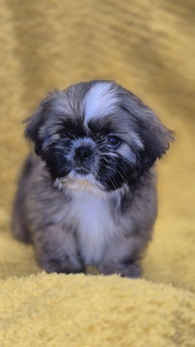 SHIH TZU śliczny piesek