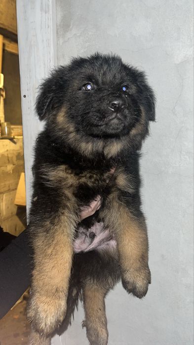 Oddam owczarki niemieckie długowłose