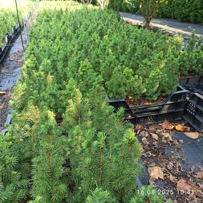 Świerk zielony Conica choinka