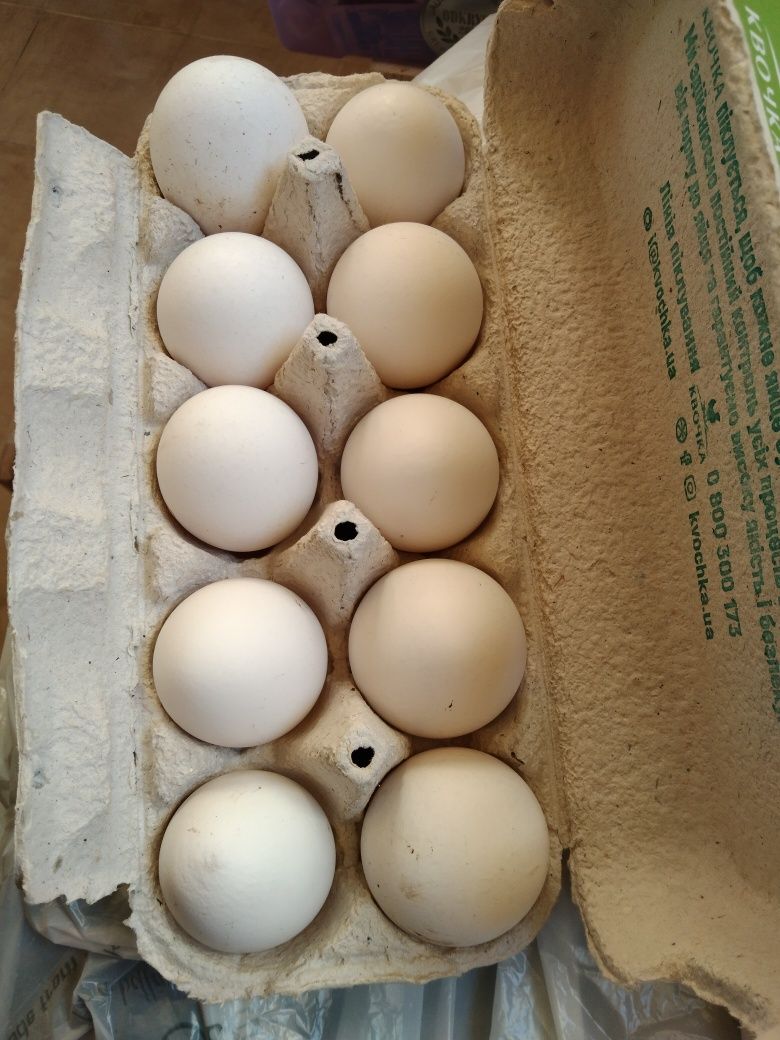 Продам домашнее куриное яйцо инкубоционное