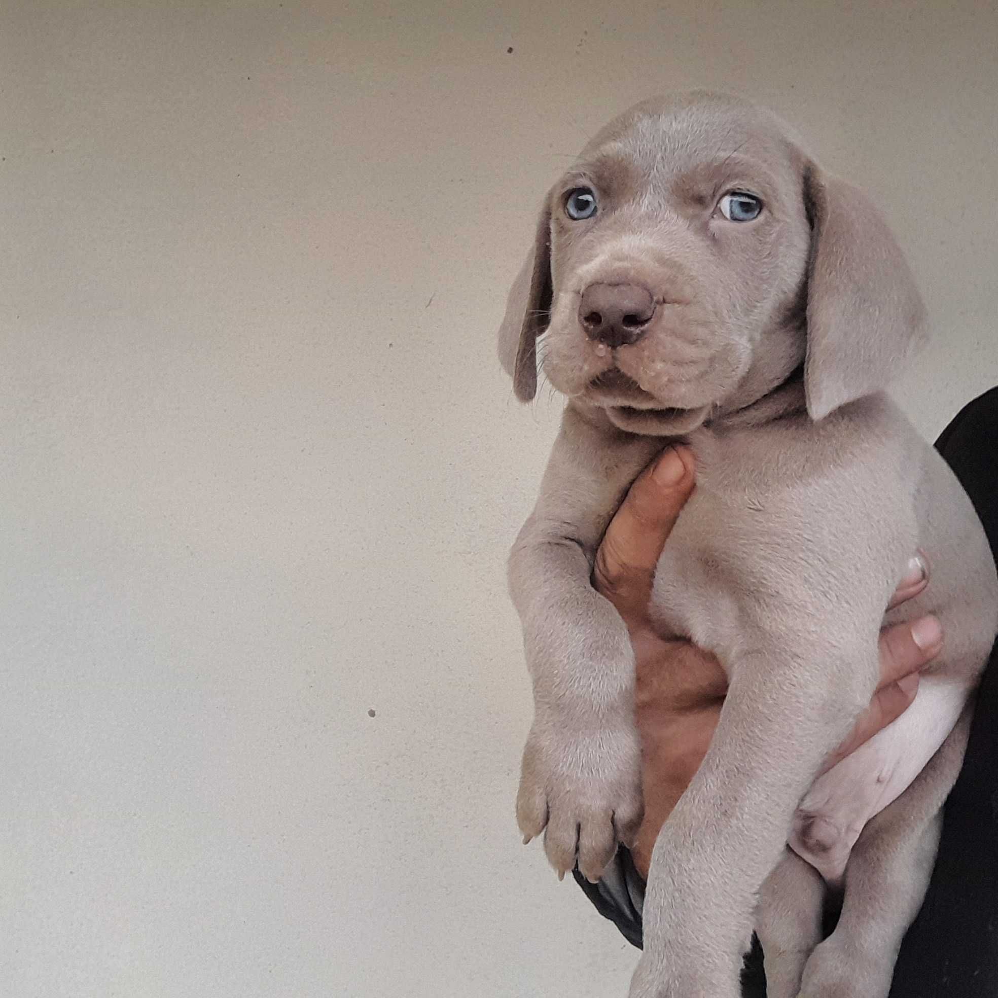 Weimaraner com lop