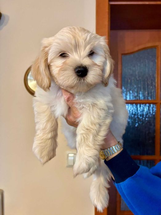 Hawańczyk szczenię z rodowodem ZKwP-wychowany w domu, otoczony troską