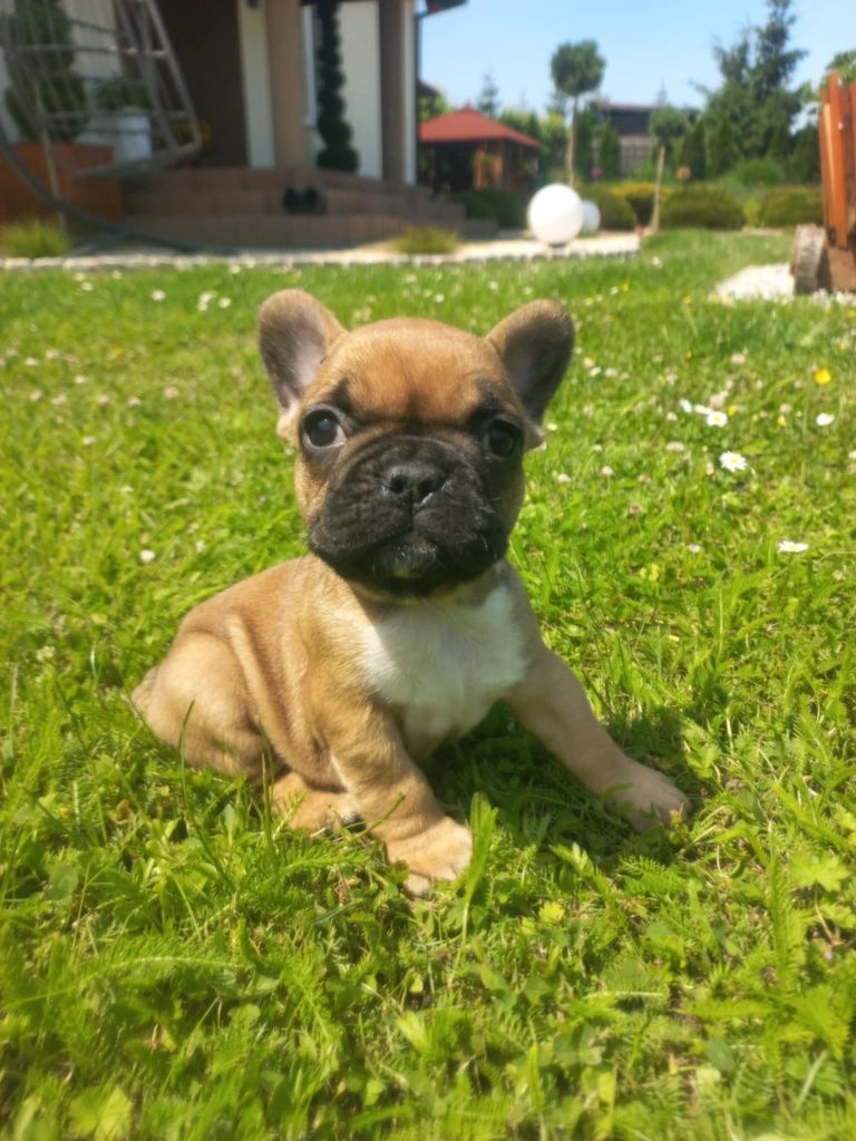 Buldog Francuski do rezerwacji