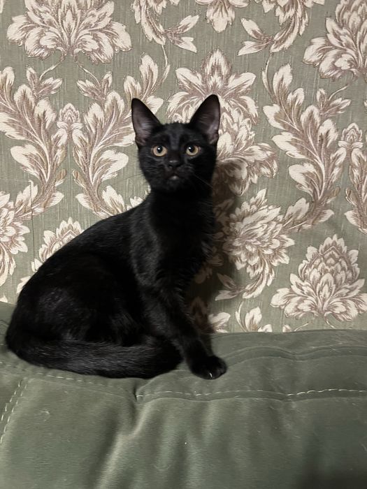 Котенок ищет семью и дом