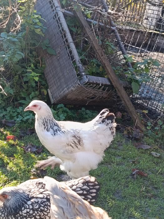 Brahma olbrzymia kury i koguty 2025