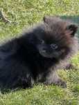 Szpic miniaturowy pomeranian