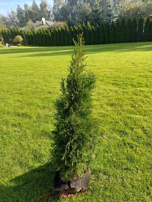 Tuje szmaragd polecam