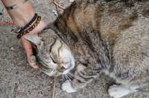 GATA ABANDONADA MEIGA: Adoção ou Acolhimento Temporário