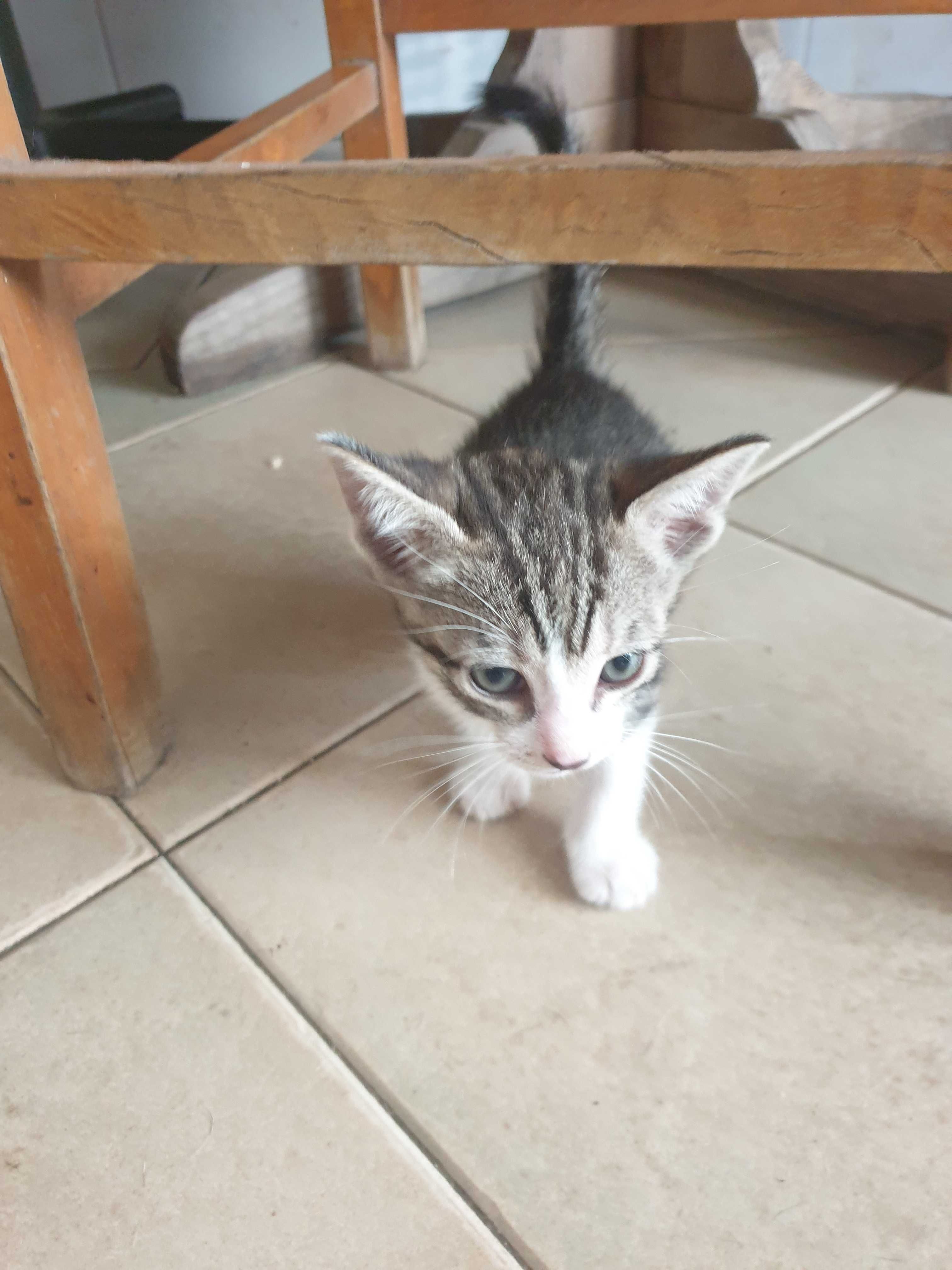 Gatinhos para adopção