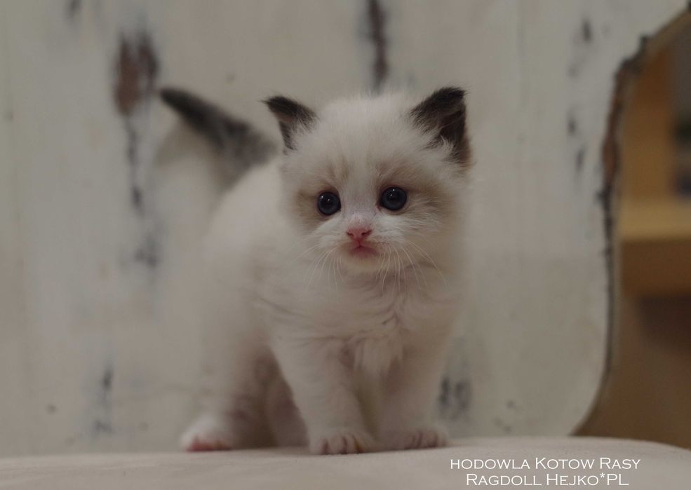 Kochane Kocięta Ragdoll Profesjonalna Hodowla RODOWÓD FIFe *GWARANCJA*