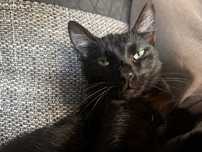 Czarna kicia do adopcji