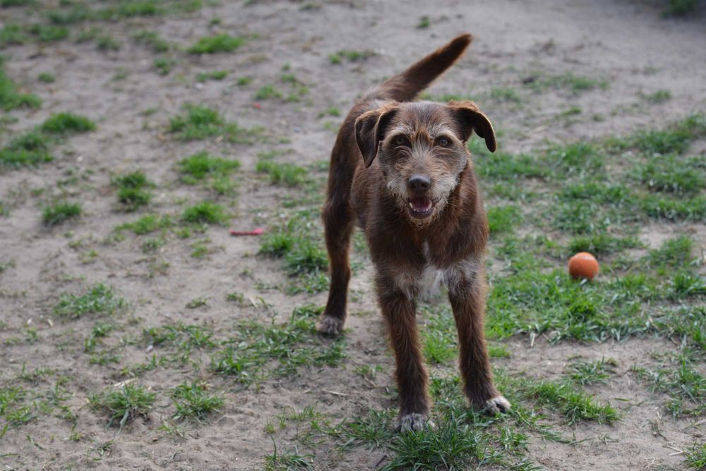 Prezes, pies w typie wyżła czeskiego szuka domu