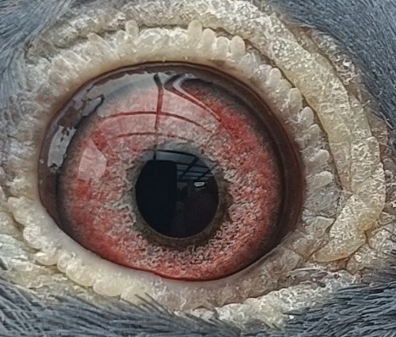 Gołąb pocztowy samiec Tomasz Rumuński