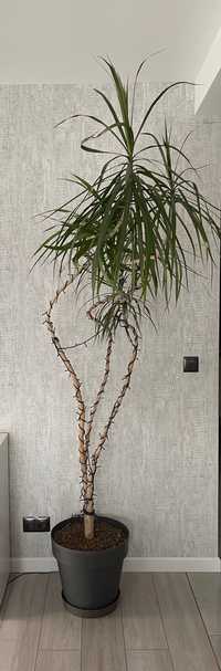 Kwiatek domowy palma dracena