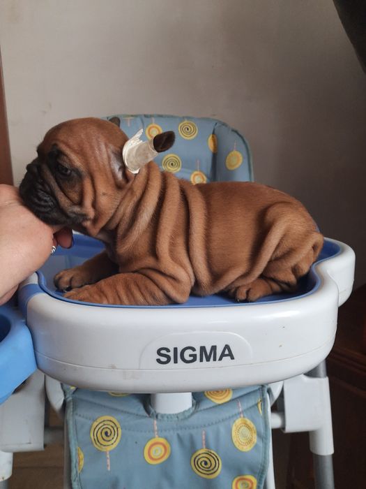 Щенки францкзского бульдога из питомника Одесса