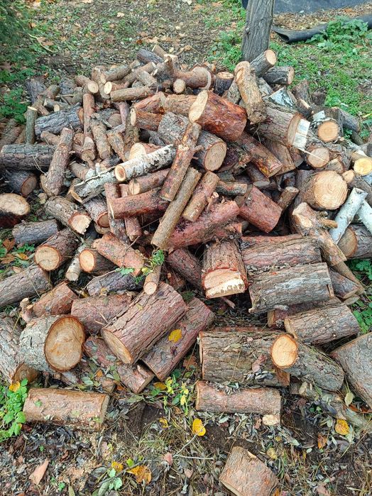 Drewno opałowe sosna, świeże