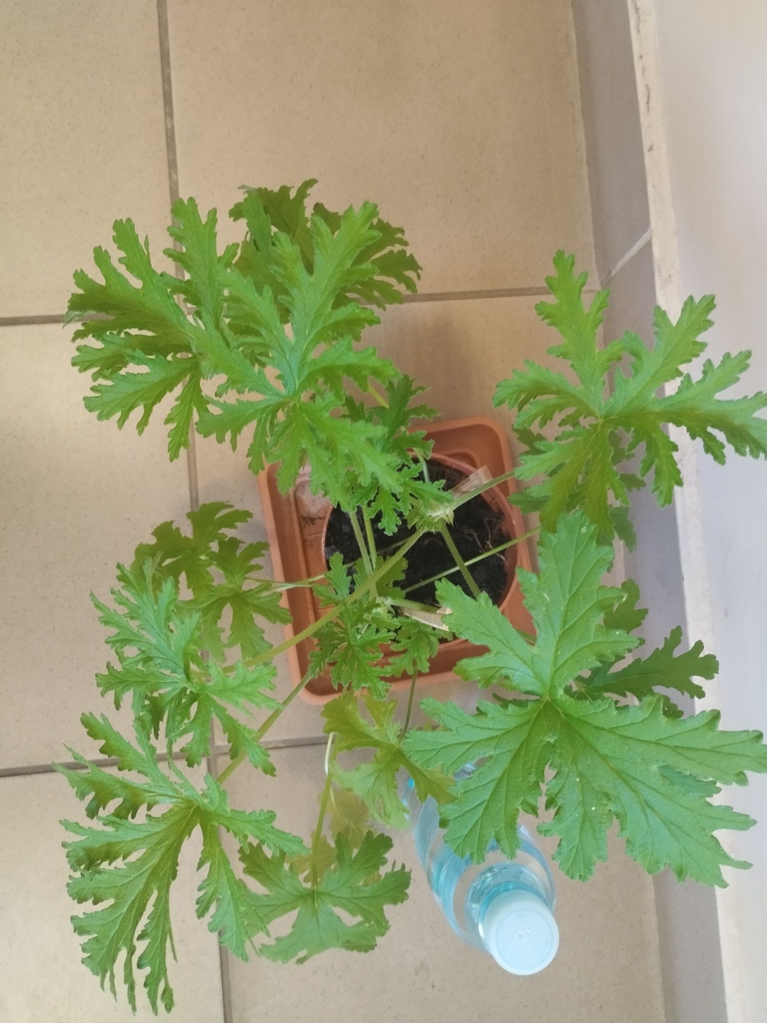Geranium - anginka. Dwie duże szczepki w jednej doniczce.