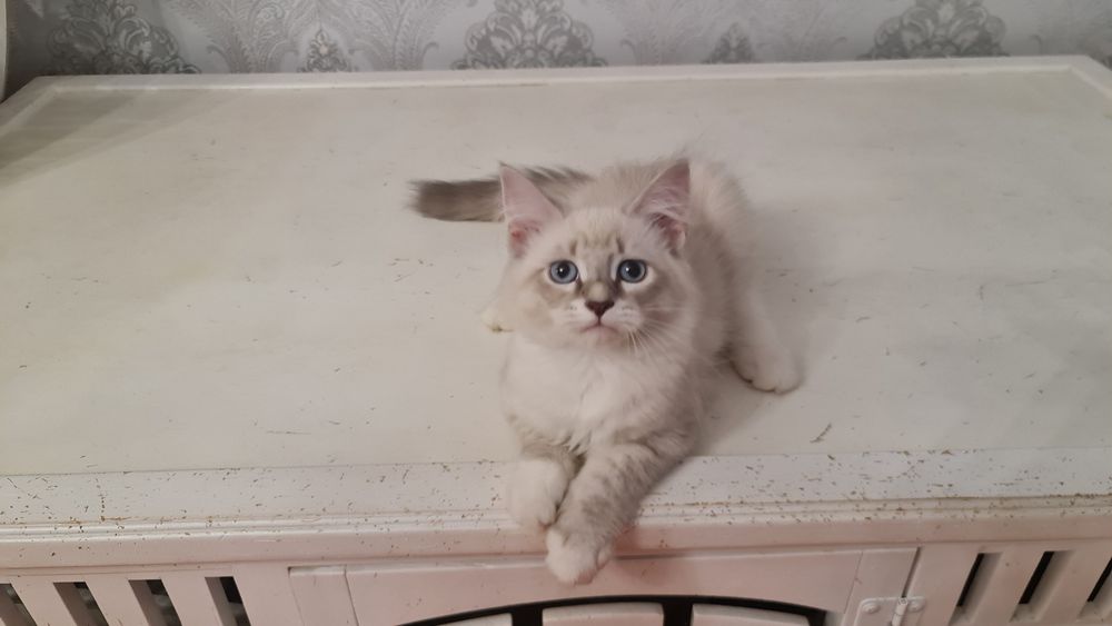 Котик сибирский (невский маскарадный)готов к переезду