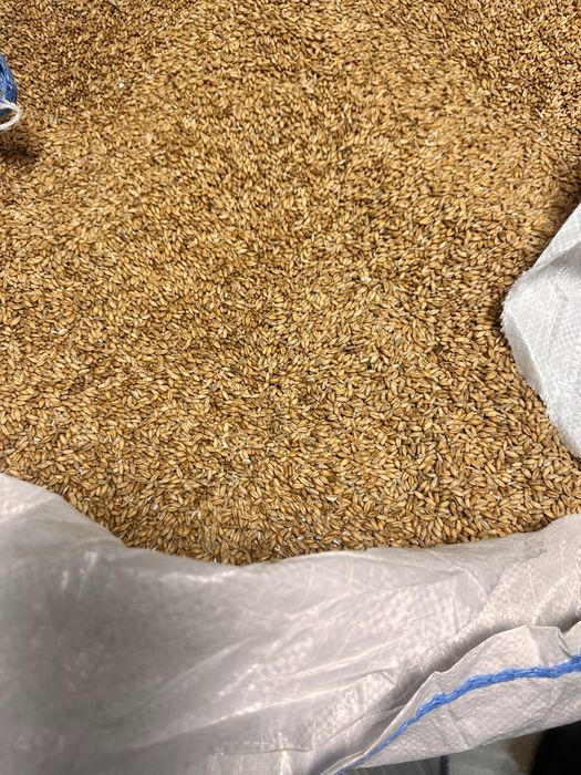 Sprzedam pszenzyto i owies