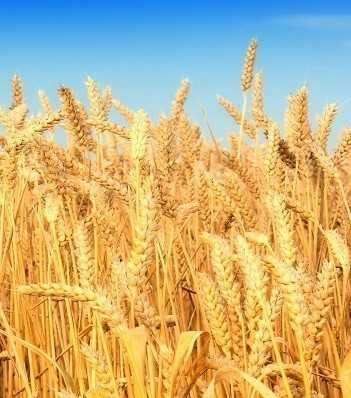 Пшениця урожай 2025 року