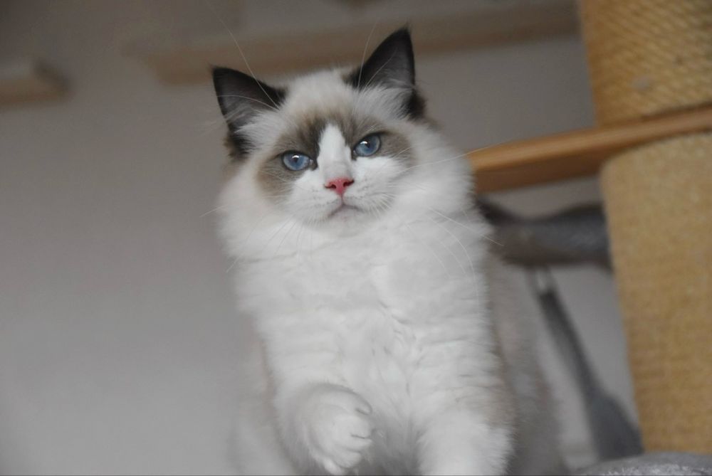 Kocurek Ragdoll z rodowodem - Winston, gotowy do odbioru
