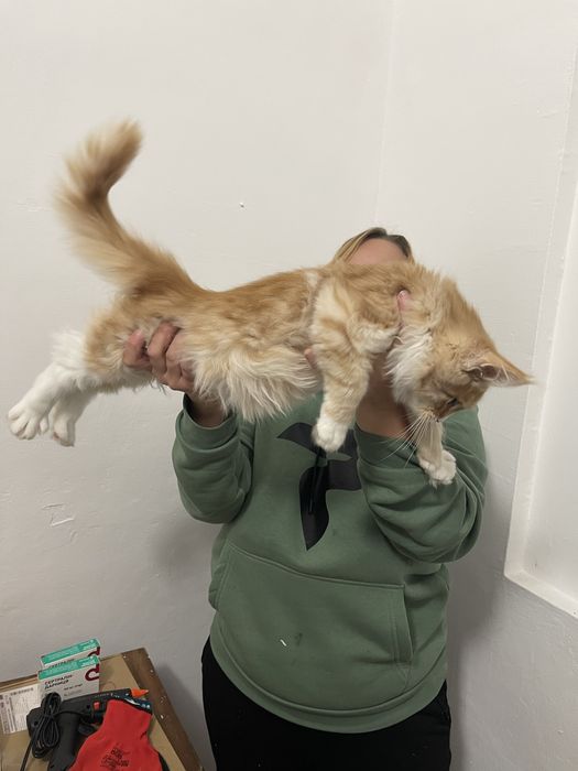 Кошенята мейн кун. Будуть величезні. Maine coon.