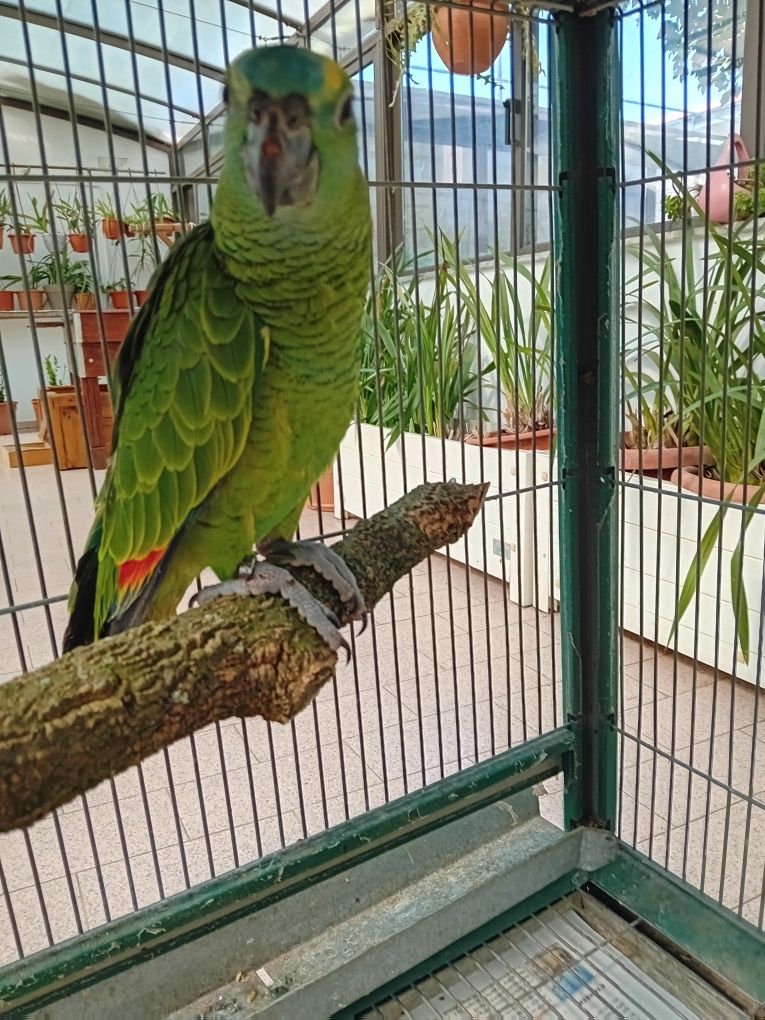 Papagaio Amazona Aestiva