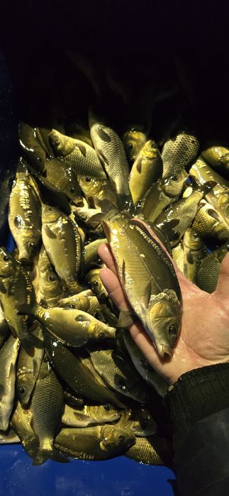 Ryby do stawu, Amur, Tołpyga, Karp, Płoć,Węgorz, Lin, Okoń,Karaś Złoty