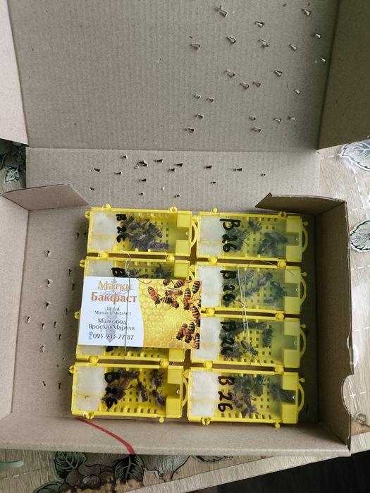 Бджоломатки БАКФАСТ F1 2025