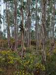 Eucaliptal/ Terreno