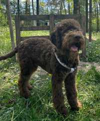 Brązowy piesek Lagotto Romagnolo gotowy do odbioru