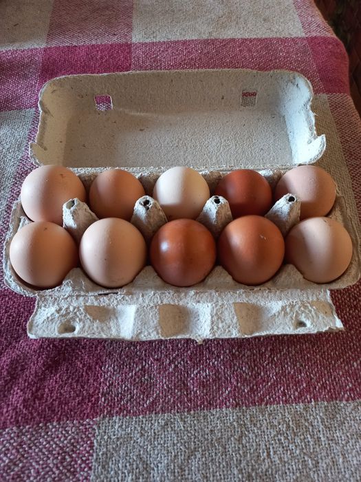 Курячі домашні яйця