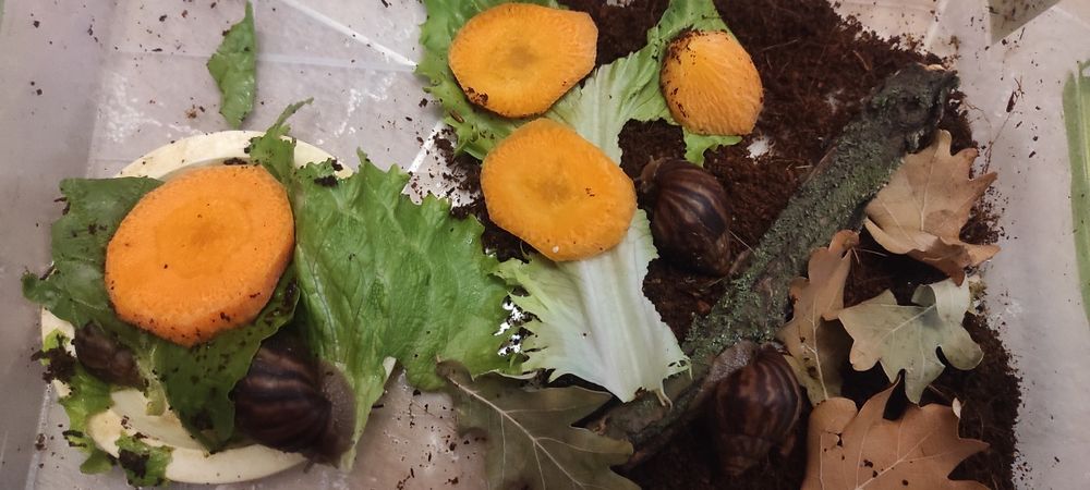 Супер Ахатины Имакуляты