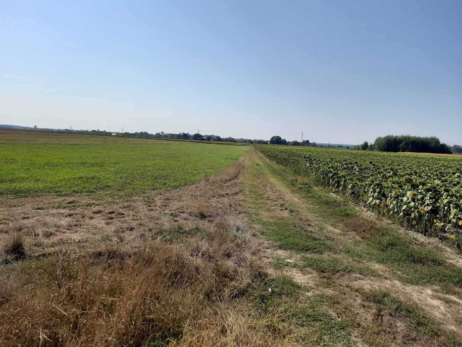 Козаровичі, 82 сотки, для садівництва