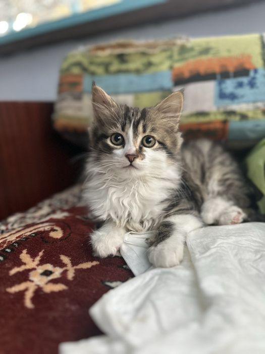 Відам в добрі руки кошеня(дівчинка)