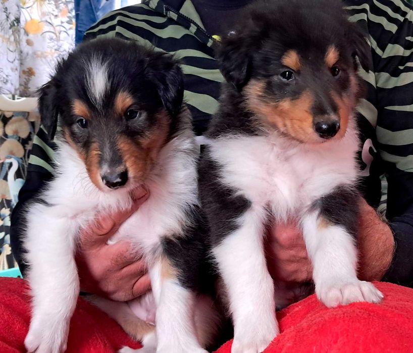 Szczeniaczek Owczarek Szkocki Collie