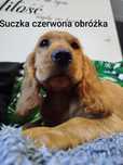 Suczka Cocker Spaniel angielski GOTOWA do Odbioru!!!