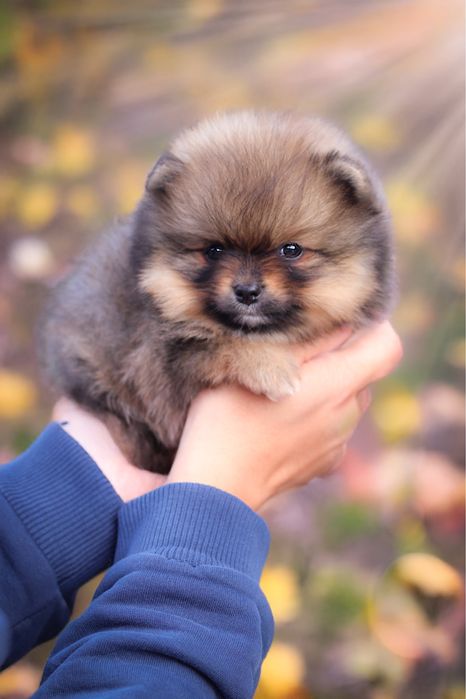 Malutka sunia miś szpic miniaturowy pomeranian ZKwP FCI