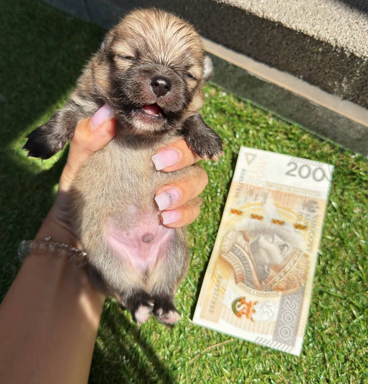 Pomeranian miniaturka