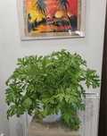 Anginka geranium