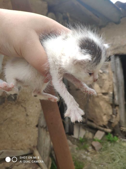 Відаю котинят в добрі руки