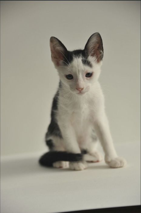 Gatinho bebé macho disponível para adoção responsável