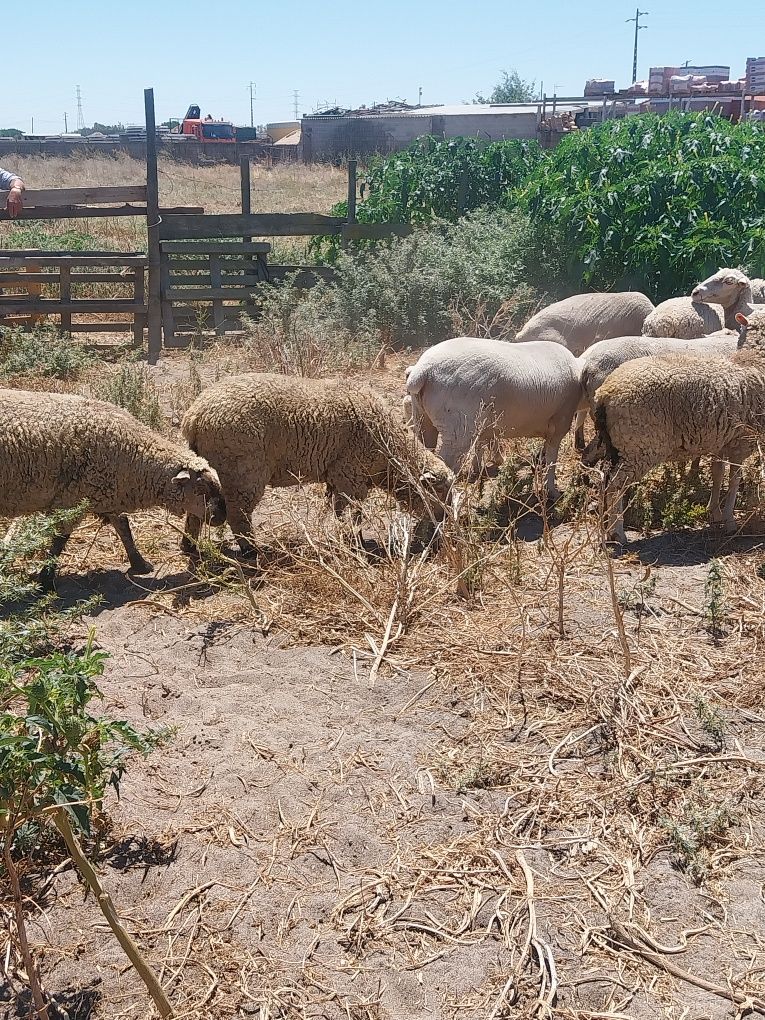 Ovelhas 8 e 1 carneiro