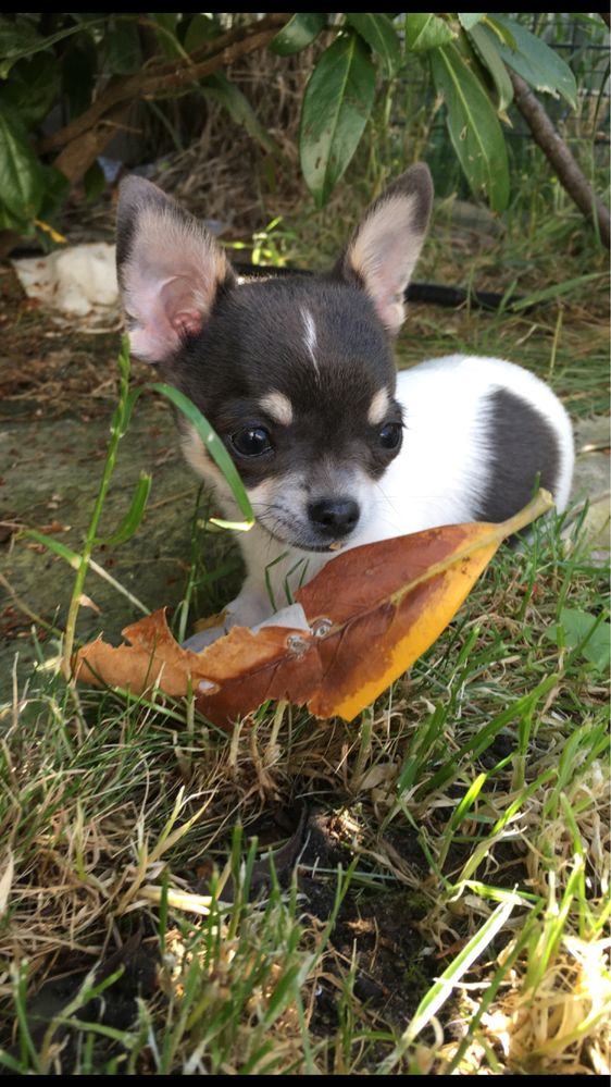 Chihuahua cudowna dziewczynka